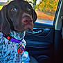 accessories, alloywheel, animal, belt, canine, car, carwheel, cushion, dog, homedecor, hound, machine, pet, pointer, puppy, spoke, tire, transportation, vehicle, wheel