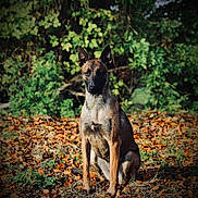 Una a rejoint le concours — aidez-le/la à gagner de superbes lots ! dog, animal, outdoor, sitting, autumn, leaves, forest, nature, brown, canine, pet, alert, ears, fur, muzzle, wildlife, daylight, ground, portrait, watchful