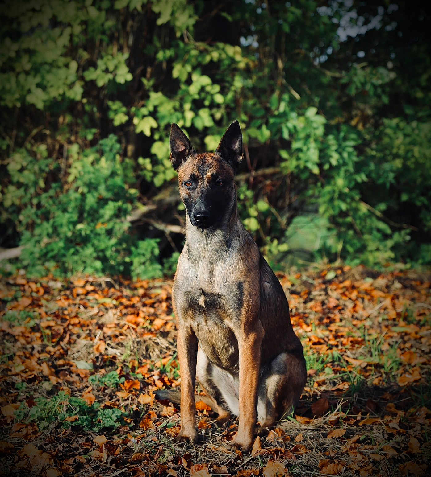 Una a rejoint le concours — aidez-le/la à gagner de superbes lots ! dog, animal, outdoor, sitting, autumn, leaves, forest, nature, brown, canine, pet, alert, ears, fur, muzzle, wildlife, daylight, ground, portrait, watchful