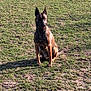 alert, animal, brown_fur, calm, canine, daylight, dog, ears_up, field, grass, ground, mammal, nature, outdoor, pet, quiet, shadow, sitting, sunlight, watchful