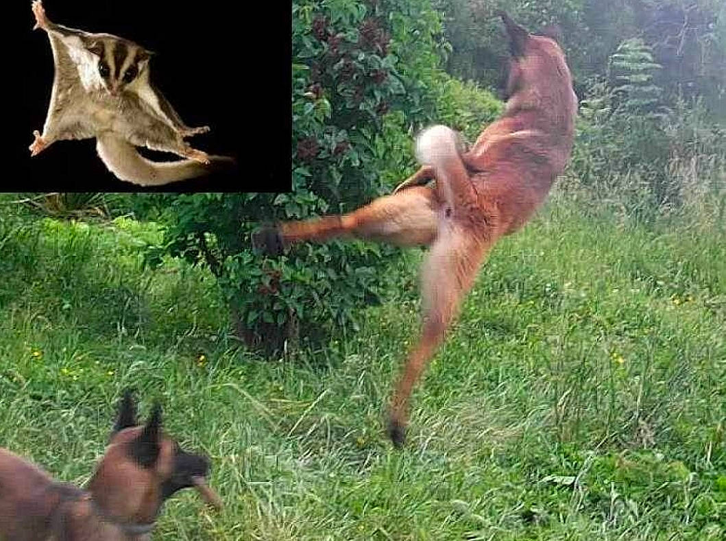 Irina Du Mont Lerroux a rejoint le concours — aidez-le/la à gagner de superbes lots ! bat, beak, bird, canidae, carnivore, companion_dog, dog, dog_breed, fawn, grass, grassland, organism, pasture, plant, sporting_group, tail, terrestrial_animal, tree, wildlife, wing