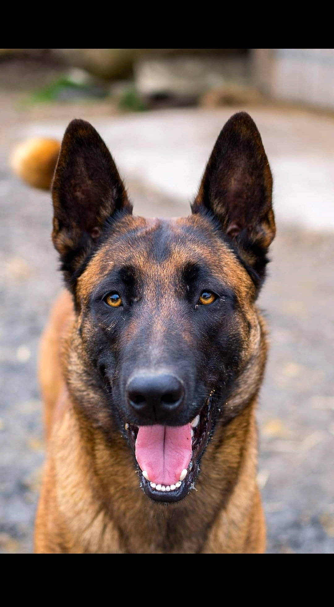 Irina Du Mont Lerroux a rejoint le concours — aidez-le/la à gagner de superbes lots ! belgian_shepherd_malinois, canidae, carnivore, dog, dog_breed, east_european_shepherd, eye, fawn, german_shepherd_dog, head, herding_dog, human_body, king_shepherd, old_german_shepherd_dog, plant, snout, sporting_group, terrestrial_animal, wildlife, working_dog