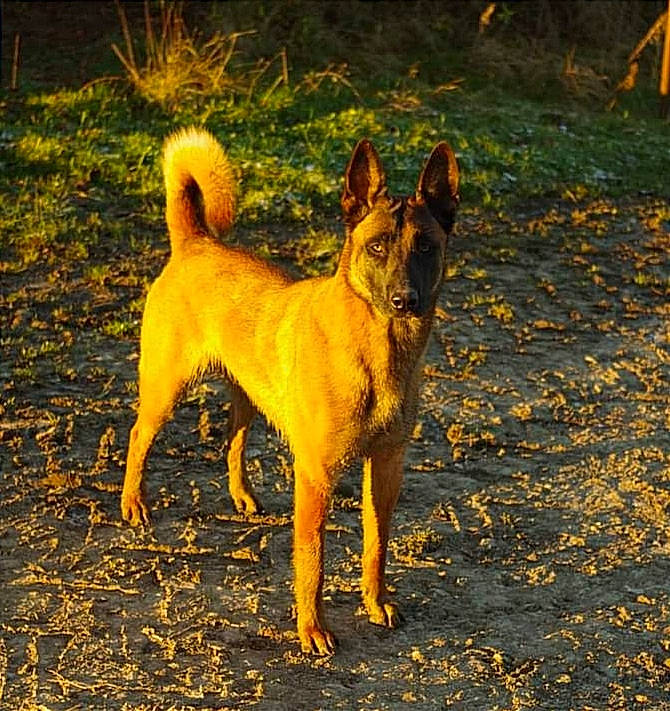 Irina Du Mont Lerroux participe au concours pour gagner de l'argent avec cette photo : ancient_dog_breeds, canidae, carnivore, companion_dog, dog, dog_breed, fawn, grass, hunting_dog, non_sporting_group, road_surface, snout, soil, sporting_group, street_dog, tail, terrestrial_animal, wildlife, working_animal, working_dog