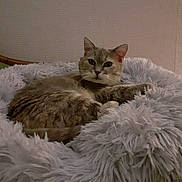 Joséphine a rejoint le concours — aidez-le/la à gagner de superbes lots ! cat, pet, feline, fluffy_bed, indoor, resting, relaxed, fur, animal, cozy, texture, looking, curious, home, comfort, soft, mammal, whiskers, ears, face