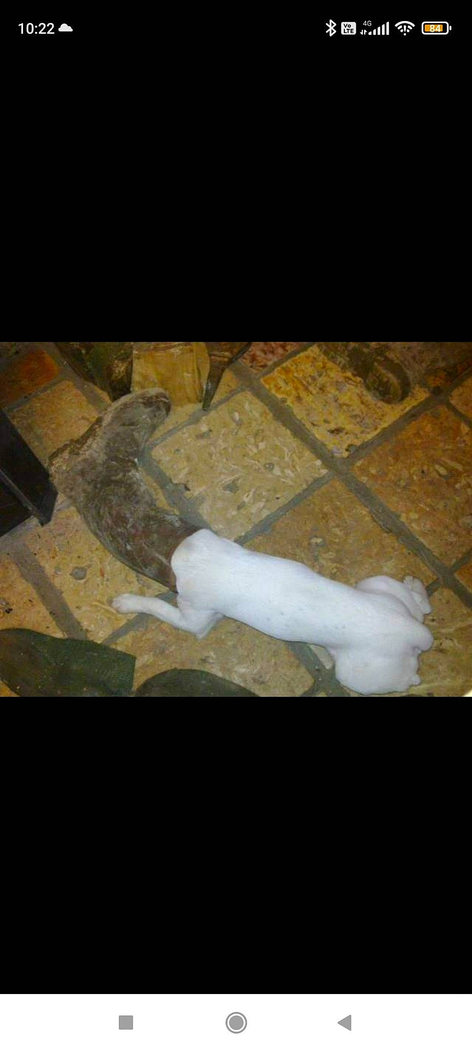 Cartoon participe au concours pour gagner de l'argent avec cette photo : darkness, event, flooring, fur, hardwood, human_leg, metal, room, shadow, tail, visual_arts, wing, wood