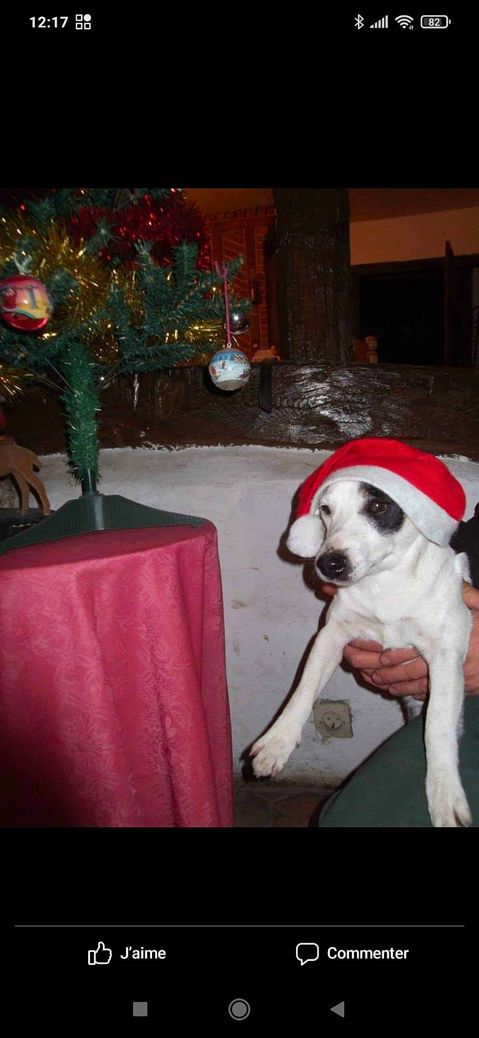 Cartoon a rejoint le concours — aidez-le/la à gagner de superbes lots ! carnivore, christmas, christmas_decoration, christmas_tree, companion_dog, decoration, dog, dog_breed, dog_supply, event, fawn, fur, holiday, holiday_ornament, ornament, sporting_group, table, tablecloth, tail, working_animal