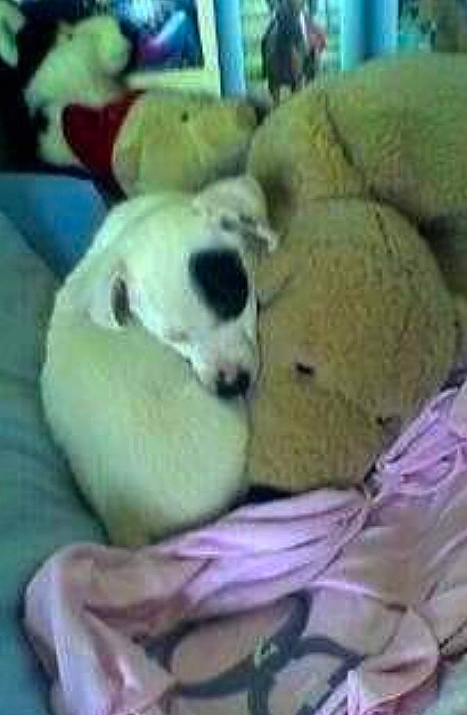 Cartoon participe au concours pour gagner de l'argent avec cette photo : bedding, carnivore, comfort, companion_dog, dog_breed, fawn, fur, linens, nap, photography, plush, snout, stuffed_toy, terrestrial_animal, textile, toy, wildlife, working_animal