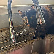 Face joined the competition — help win amazing prizes! cat, tortoiseshell_cat, kitchen, sink, faucet, water, countertop, jar, window, light, domestic, curious, pet, animal, indoor, reflection, glass, utensils, dishware, closeup