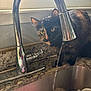 cat, tortoiseshell_cat, kitchen, sink, faucet, water, countertop, jar, window, light, domestic, curious, pet, animal, indoor, reflection, glass, utensils, dishware, closeup