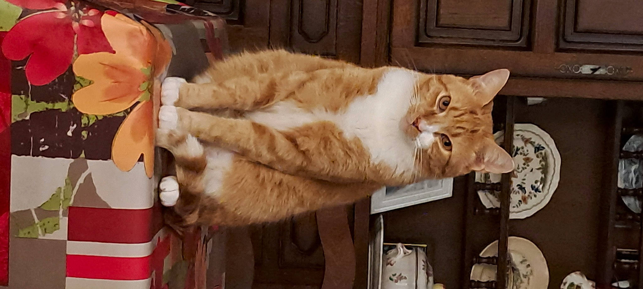 Roby a rejoint le concours — aidez-le/la à gagner de superbes lots ! bench, cardboard, carnivore, cat, claw, couch, domestic_short_haired_cat, door, fawn, felidae, fur, fur_clothing, paw, small_to_medium_sized_cats, tail, whiskers, window, wood