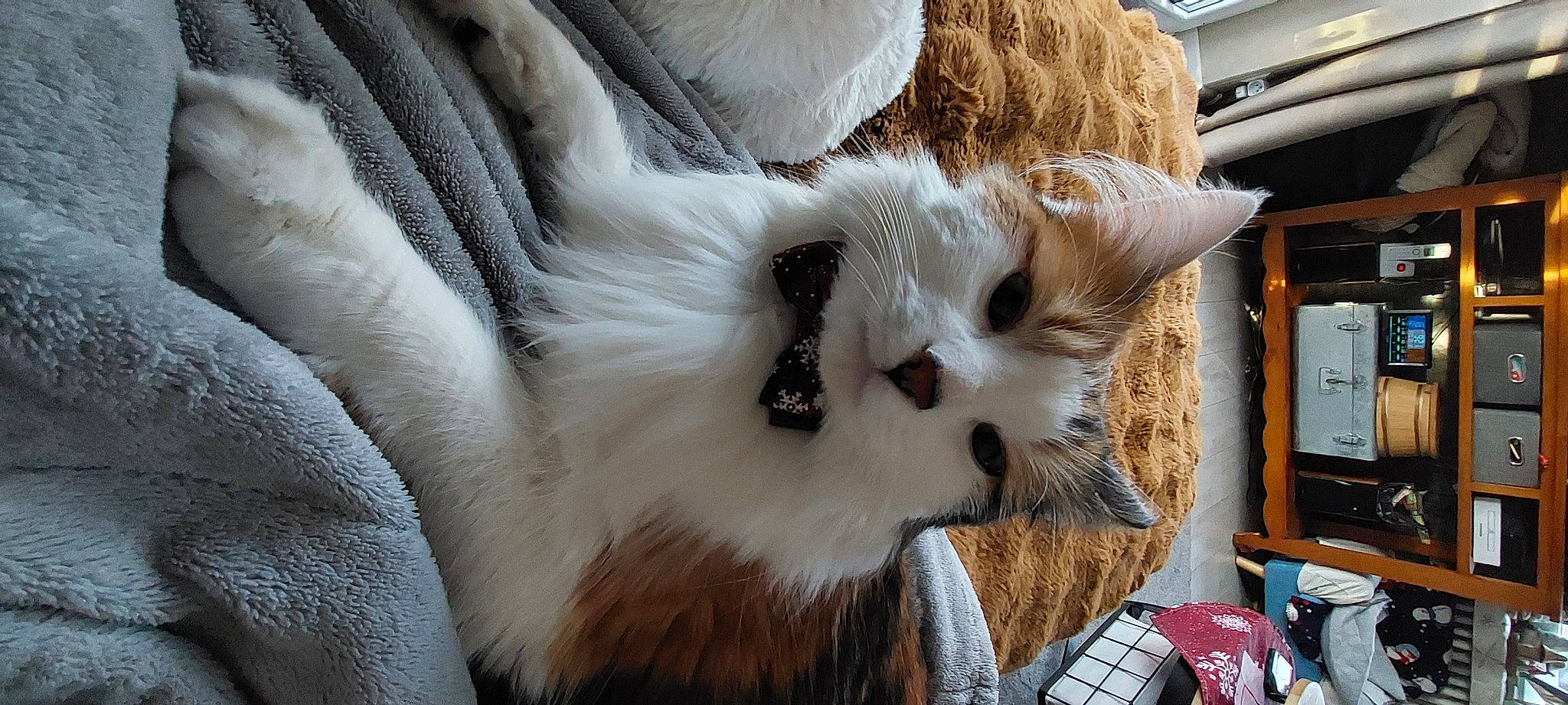 Iris participe au concours pour gagner de l'argent avec cette photo : balinese, carnivore, cat, cat_supply, comfort, companion_dog, domestic_short_haired_cat, fawn, felidae, fur, paw, small_to_medium_sized_cats, snout, tail, terrestrial_animal, whiskers