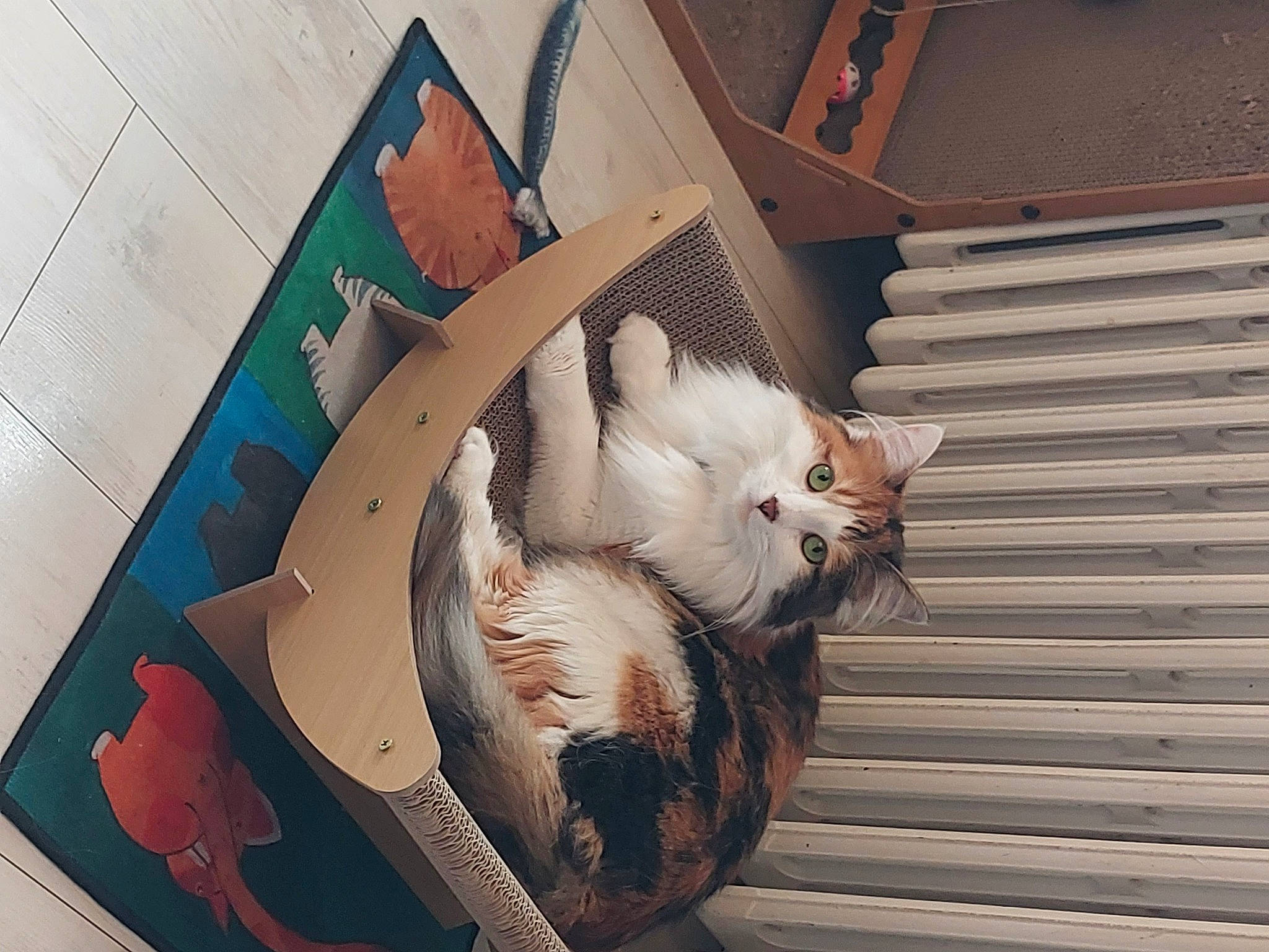 Iris a rejoint le concours — aidez-le/la à gagner de superbes lots ! art, carnivore, cat, comfort, domestic_short_haired_cat, fawn, felidae, flooring, fur, hardwood, house, paper, paper_product, paw, room, small_to_medium_sized_cats, tail, visual_arts, whiskers, wood