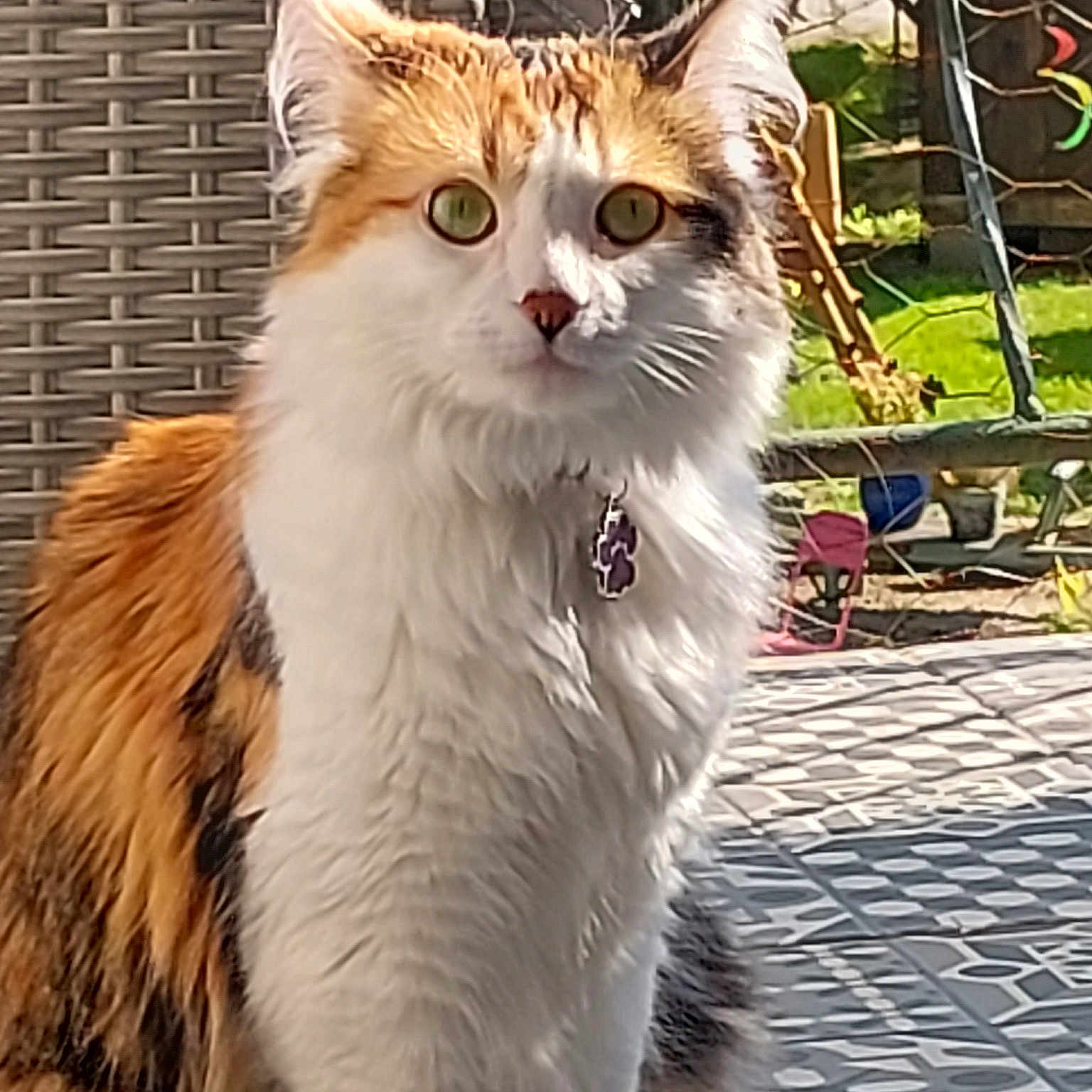 Iris