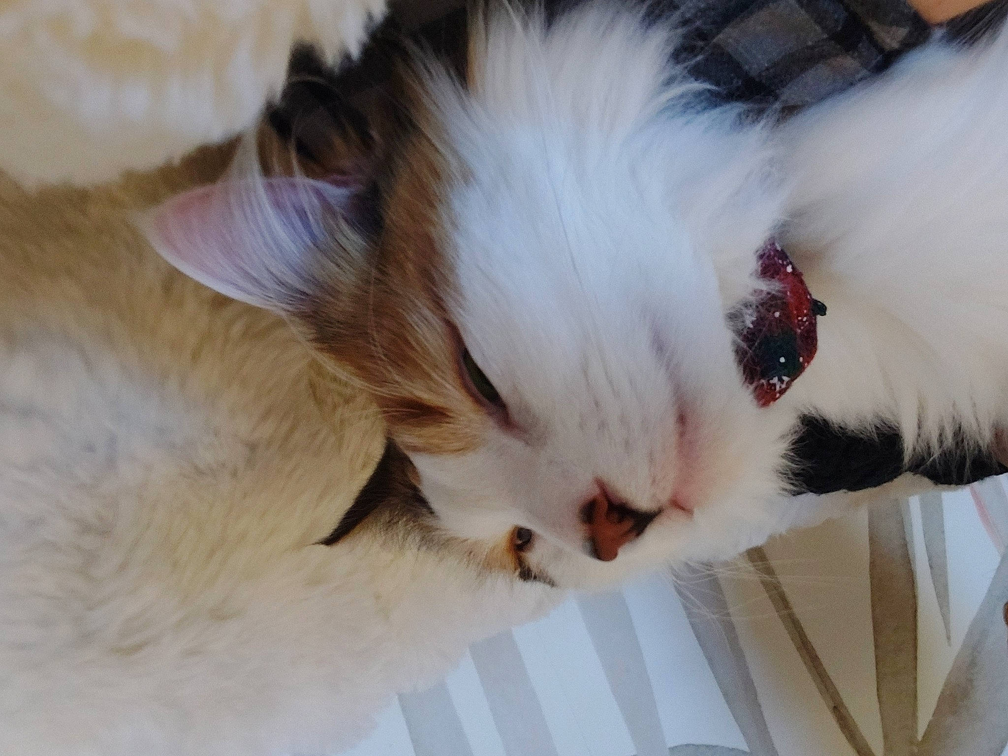 Iris a rejoint le concours — aidez-le/la à gagner de superbes lots ! carnivore, cat, claw, comfort, companion_dog, dog_breed, fawn, felidae, fur, nap, natural_material, paw, ragdoll, small_to_medium_sized_cats, snout, tail, terrestrial_animal, whiskers