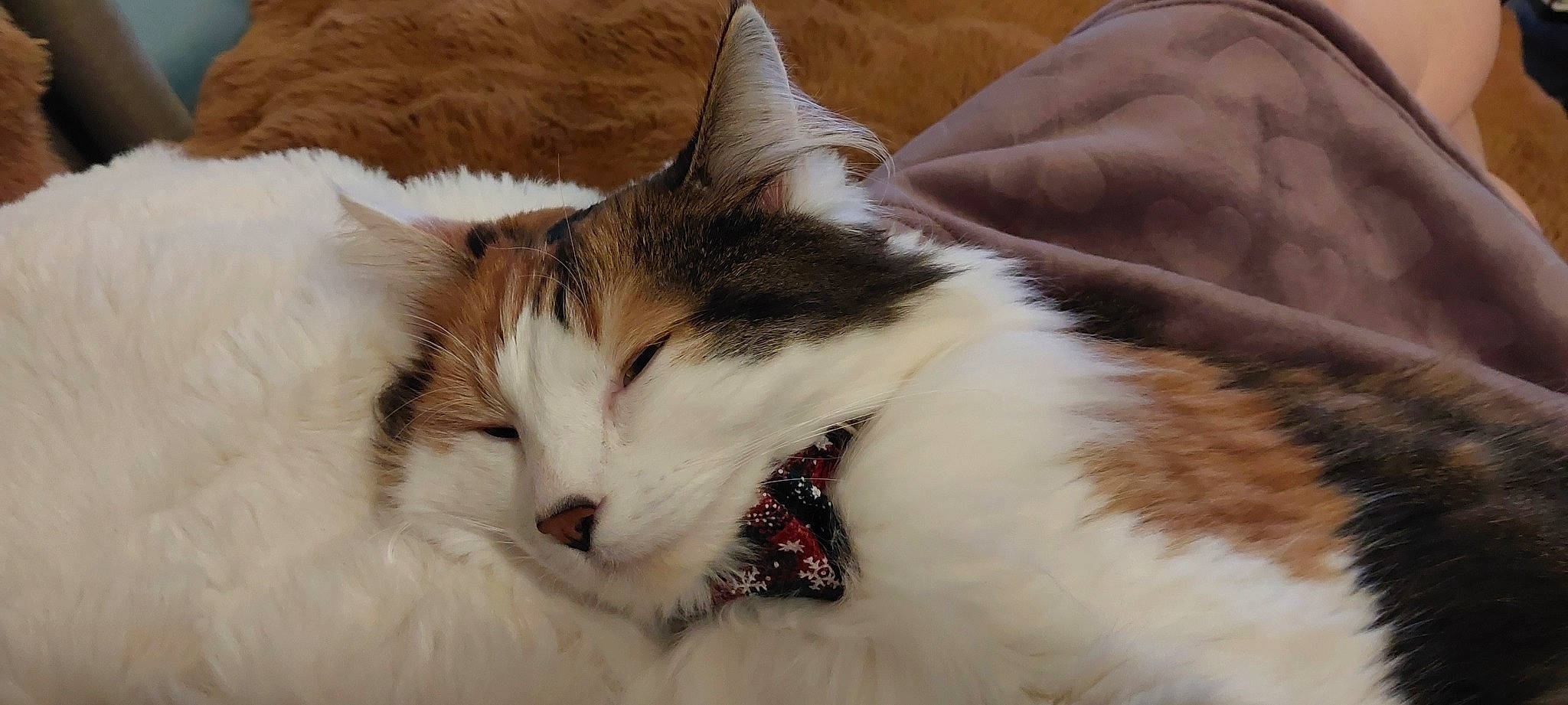 Iris participe au concours pour gagner de l'argent avec cette photo : carnivore, cat, claw, comfort, domestic_short_haired_cat, felidae, fur, nap, paw, sleep, small_to_medium_sized_cats, snout, tail, tree, whiskers