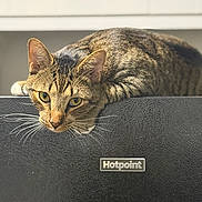 Yakk joined the competition — help win amazing prizes! cat, tabby, pet, animal, fur, whiskers, ears, eyes, appliance, hotpoint, black, texture, kitchen, indoor, feline, paws, resting, curious, domestic, mammal