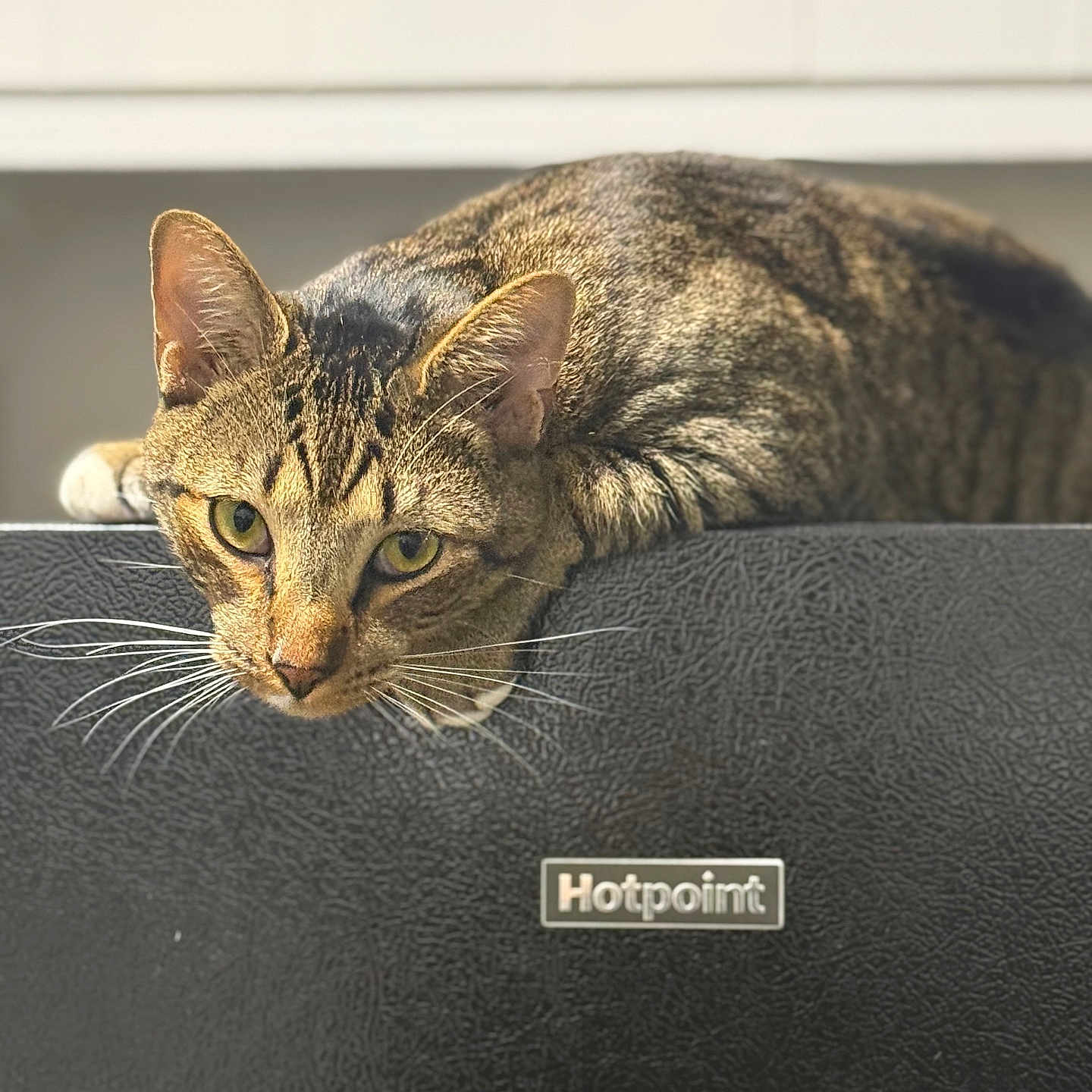 Yakk joined the competition — help win amazing prizes! animal, appliance, black, cat, curious, domestic, ears, eyes, feline, fur, hotpoint, indoor, kitchen, mammal, paws, pet, resting, tabby, texture, whiskers