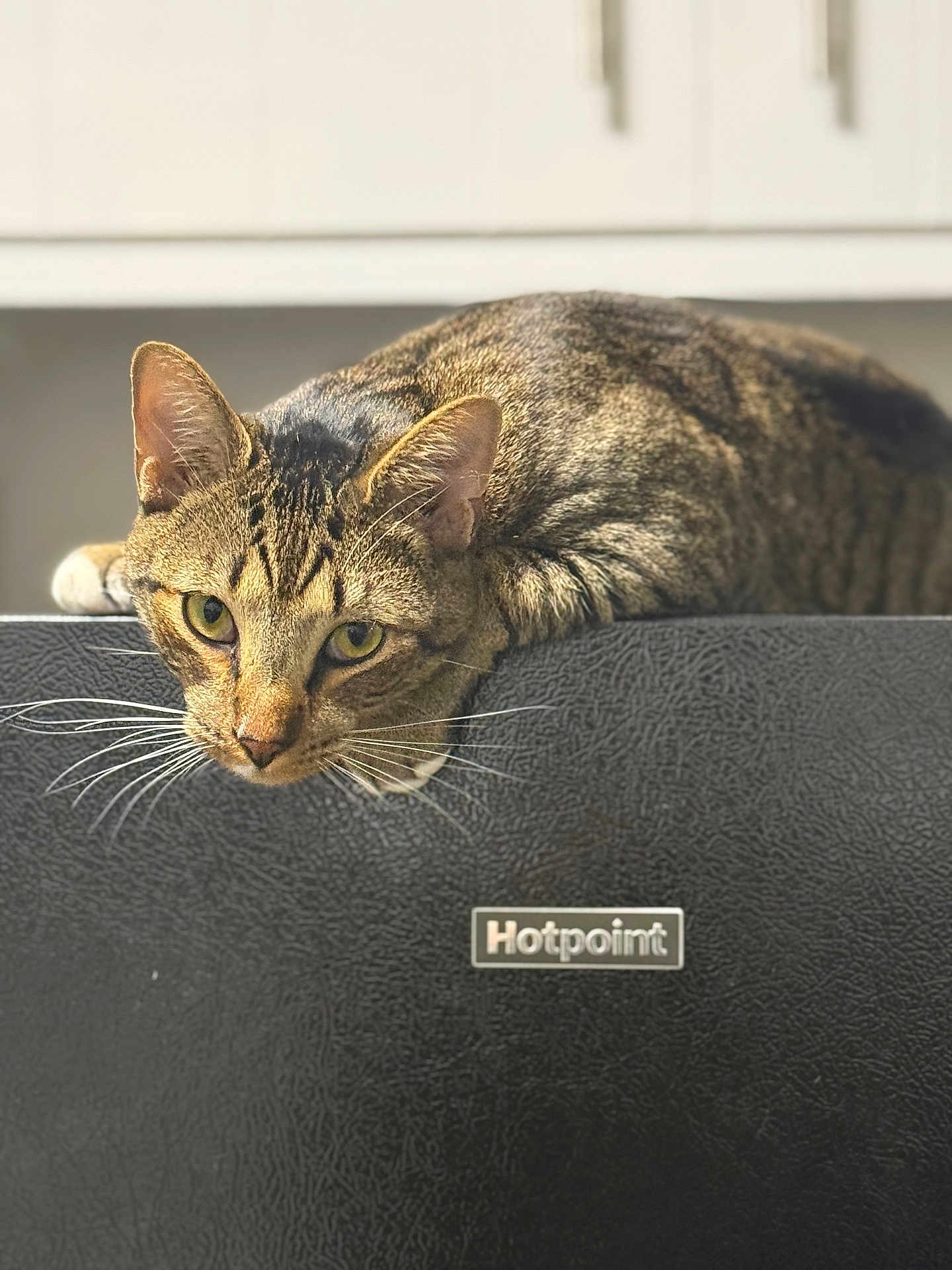 Yakk joined the competition — help win amazing prizes! cat, tabby, pet, animal, fur, whiskers, ears, eyes, appliance, hotpoint, black, texture, kitchen, indoor, feline, paws, resting, curious, domestic, mammal