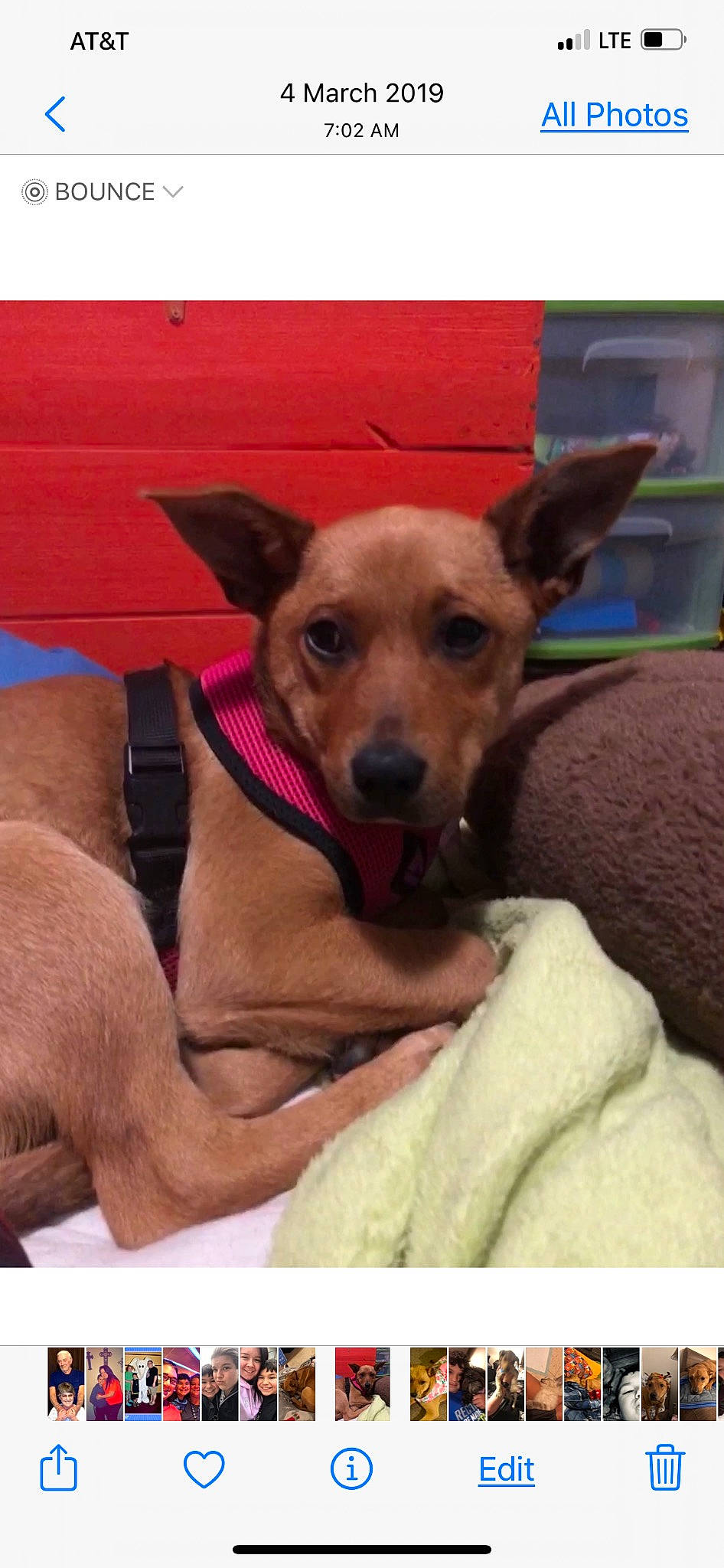 Penny joined the competition — help win amazing prizes! canidae, carnivore, collar, comfort, companion_dog, dog, dog_breed, dog_collar, dog_supply, ear, fawn, fur, guard_dog, paw, pet_supply, snout, sporting_group, street_dog, whiskers, working_animal