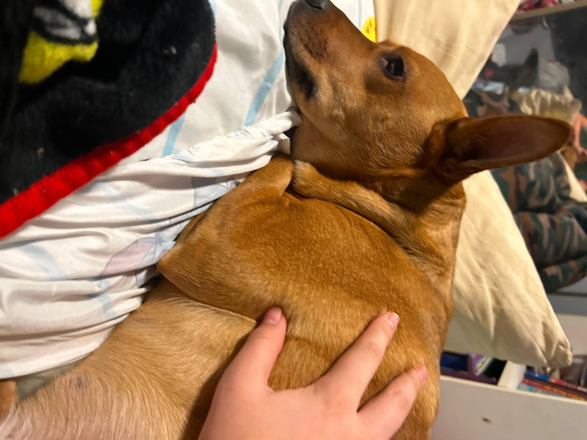 Penny joined the competition — help win amazing prizes! canidae, child, comfort, companion_dog, dog_breed, ear, fawn, flesh, fur, gesture, human_leg, liver, nail, plush, snout, sporting_group, toy, whiskers, working_animal, wrinkle