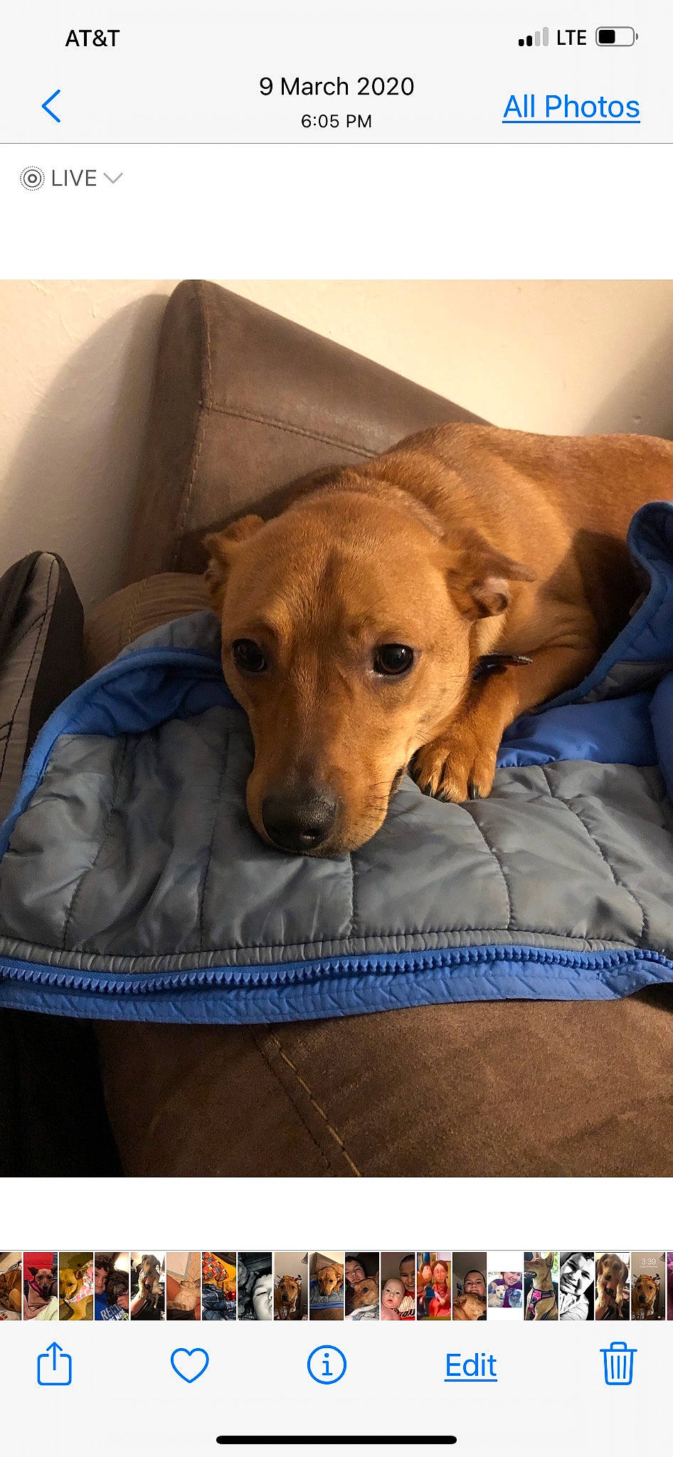 Penny joined the competition — help win amazing prizes! canidae, carnivore, comfort, companion_dog, dog, dog_breed, dog_supply, fawn, linens, paw, puppy, sporting_group, terrestrial_animal, whiskers, working_animal