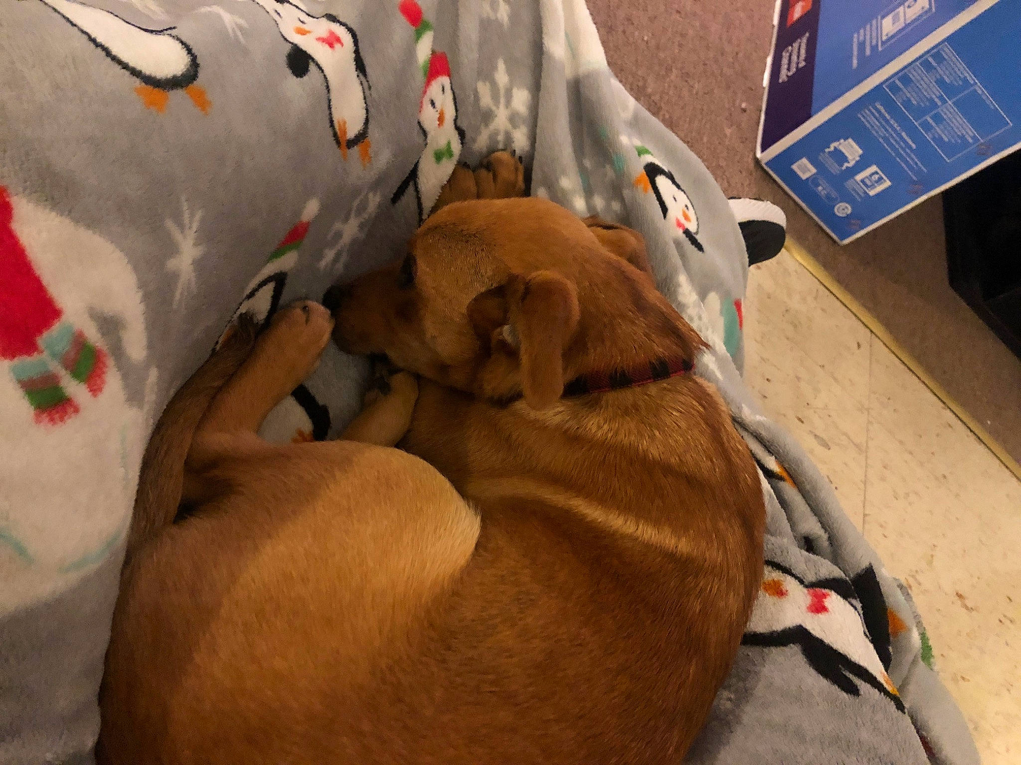 Penny joined the competition — help win amazing prizes! bag, canidae, carmine, carnivore, comfort, companion_dog, dog, dog_breed, elbow, fawn, linens, liver, luggage_and_bags, personal_protective_equipment, recreation, snout, sporting_group, sports_gear, stuffed_toy, working_animal