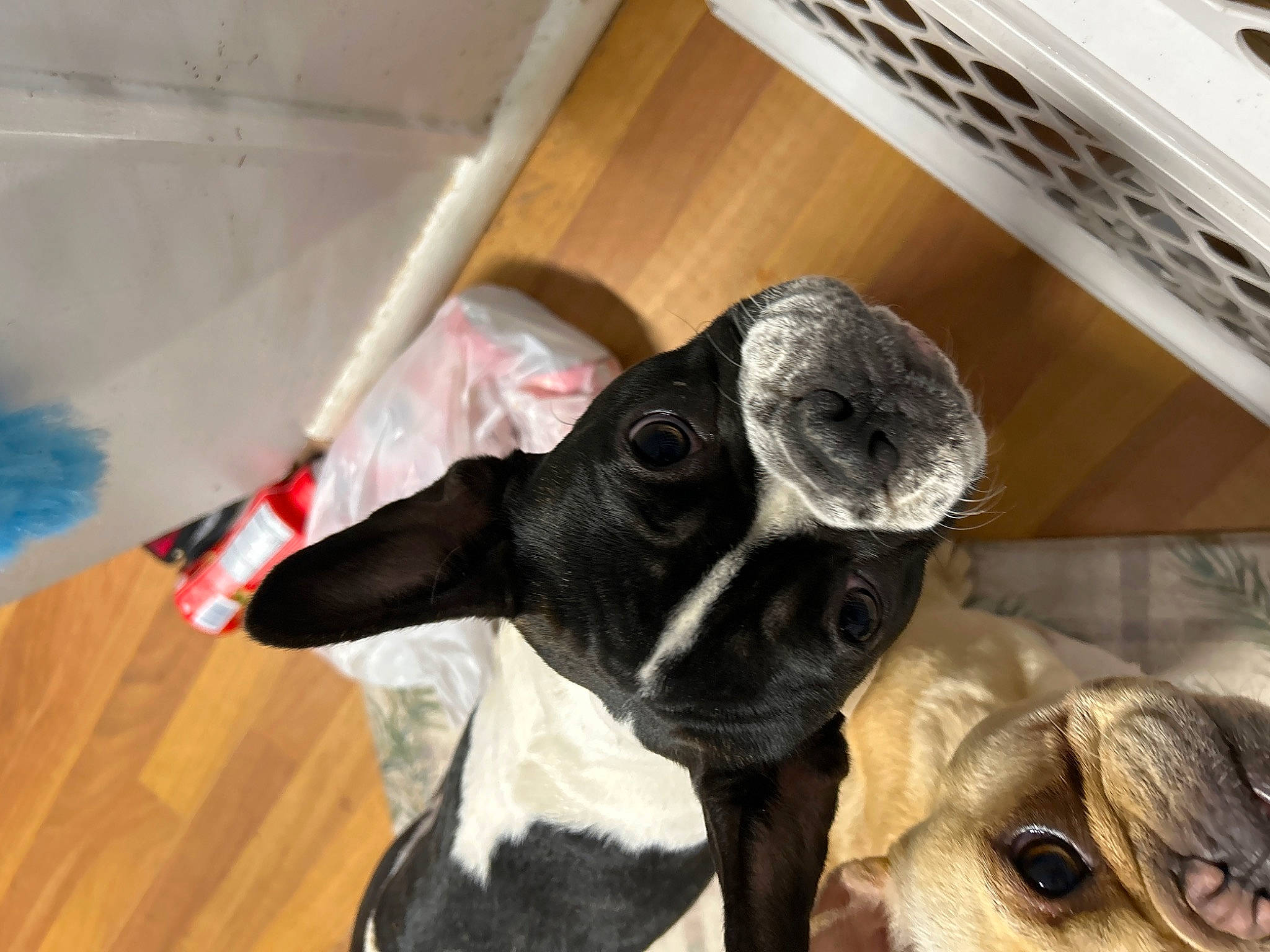 Hanna joined the competition — help win amazing prizes! canidae, carnivore, collar, companion_dog, dog, dog_breed, ear, fawn, flooring, fur, hardwood, pet_supply, snout, sporting_group, tail, terrestrial_animal, toy_dog, whiskers, wood, working_animal