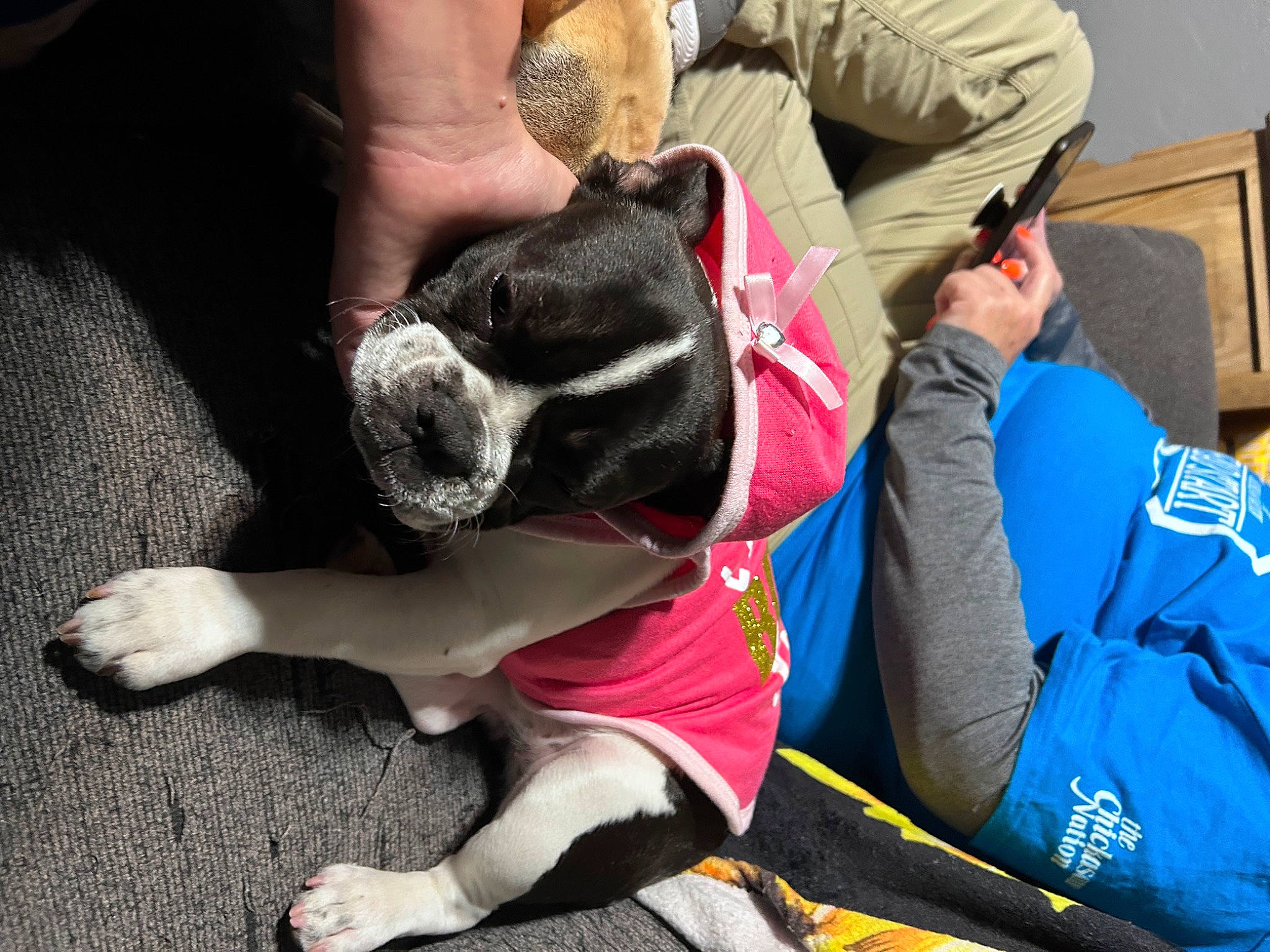 Hanna is registered to the contest to win money with this photo: boston_terrier, canidae, carnivore, collar, comfort, companion_dog, dog, dog_breed, dog_supply, fawn, fur, human_leg, knee, lap, non_sporting_group, paw, sporting_group, tail, thigh, wrist
