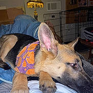 Roxanne is registered to the contest to win money with this photo: dog, german_shepherd, puppy, bandana, indoor, lamp, crate, person, lap, relaxed, brown, black, fur, ear, paw, blanket, table, foot, home, cozy