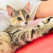 Min-Ji a rejoint le concours — aidez-le/la à gagner de superbes lots ! animal, bed, blanket, calico, cat, close_up, cozy, cute, ears, feline, green_eyes, indoor, kitten, lap, person, pet, pillow, striped_fur, tabby, whiskers