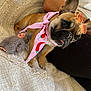 Valentina a rejoint le concours — aidez-le/la à gagner de superbes lots ! animal, arm, blanket, casual, cozy, cute, dog, doll, fabric, french_bulldog, fuzzy, indoor, leg, person, pet, resting, scarf, sunglasses, texture, toy