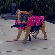 Valentina a rejoint le concours — aidez-le/la à gagner de superbes lots ! animal, bamboo, companion, curious, cute, dog, french_bulldog, greenery, leash, life_jacket, outdoor, patio, pet, pink, polka_dot, small_dog, standing, summer, tile_floor, water_safety
