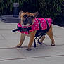 animal, bamboo, companion, curious, cute, dog, french_bulldog, greenery, leash, life_jacket, outdoor, patio, pet, pink, polka_dot, small_dog, standing, summer, tile_floor, water_safety
