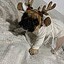 adorable, animal, blanket, brown_dog, canine, christmas, costume, cute, decorative, dog, festive, funny, holiday, indoor, pet, posing, reindeer_antlers, small_dog, texture, white_outfit