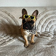 Valentina participe au concours pour gagner de l'argent avec cette photo : animal, bandana, beige, couch, cute, dog, ears_up, fashion, french_bulldog, front_view, heart_shaped, indoor, leopard_print, pet, portrait, sitting, sunglasses, texture, tongue_out, yellow