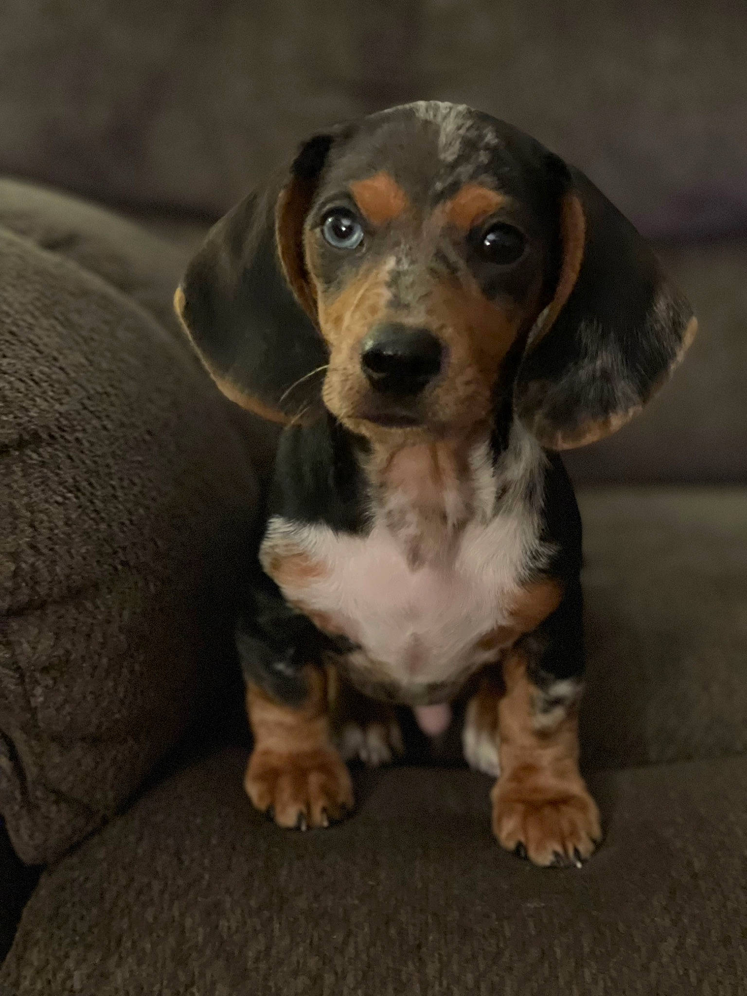 Cooper is registered to the contest to win money with this photo: brown, canidae, carnivore, companion_dog, dog, dog_breed, fawn, hound, hunting_dog, liver, scent_hound, snout, sporting_group, terrestrial_animal, whiskers, working_animal