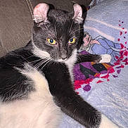 Mouse joined the competition — help win amazing prizes! cat, black_and_white, pet, animal, feline, ears, whiskers, eyes, blanket, couch, fur, relaxing, indoor, closeup, cute, domestic_animal, resting, paw, soft, cozy