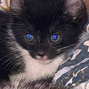 Mouse is registered to the contest to win money with this photo: animal, black_and_white, blue_eyes, cat, close_up, closeup, cozy, curious, cute, domestic, feline, fur, indoor, kitten, pet, resting, small, soft, whiskers, young