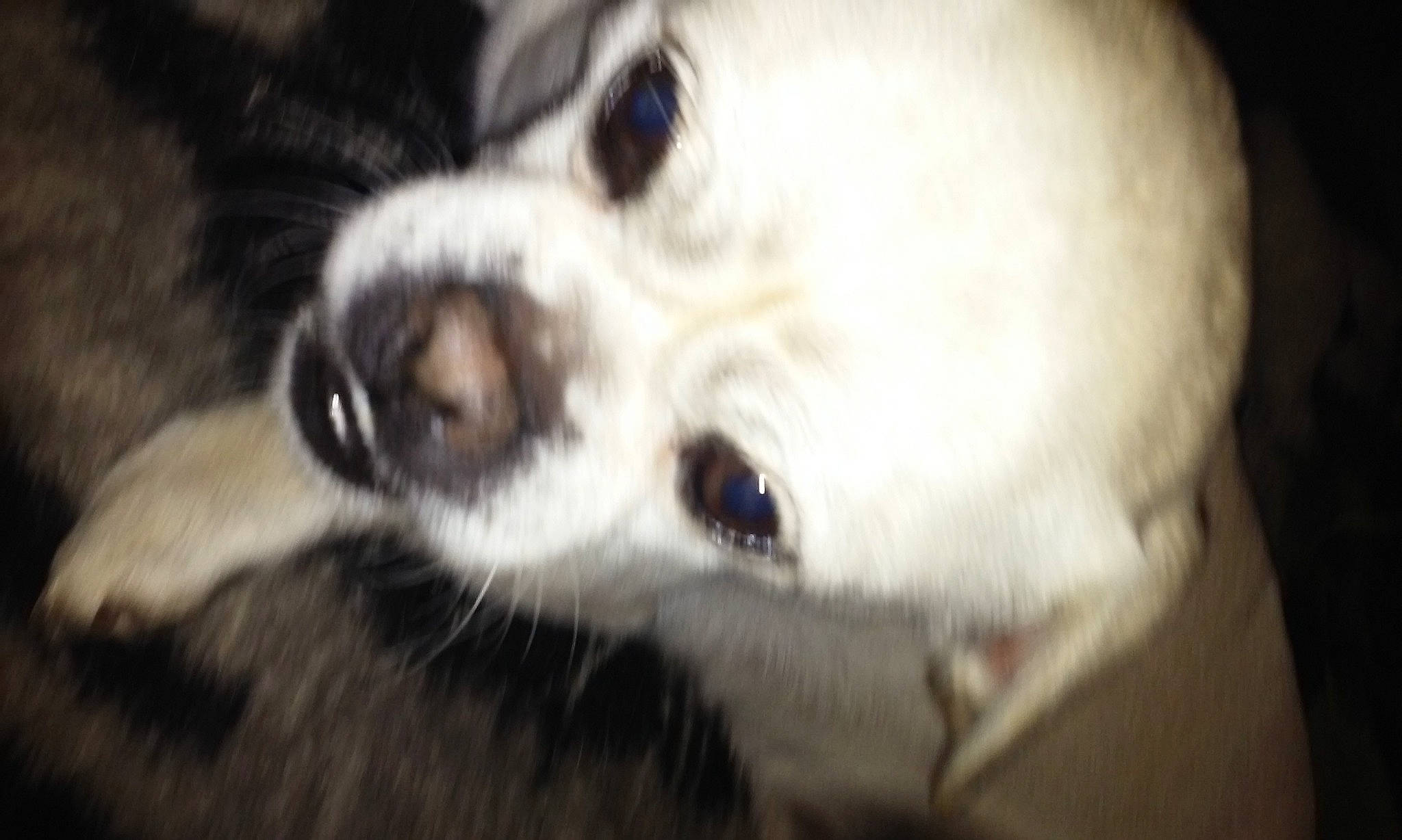 Polar is registered to the contest to win money with this photo: canidae, carnivore, companion_dog, dog, dog_breed, ear, fawn, fur, non_sporting_group, paw, puppy, sporting_group, terrestrial_animal, toy_dog, whiskers, working_animal