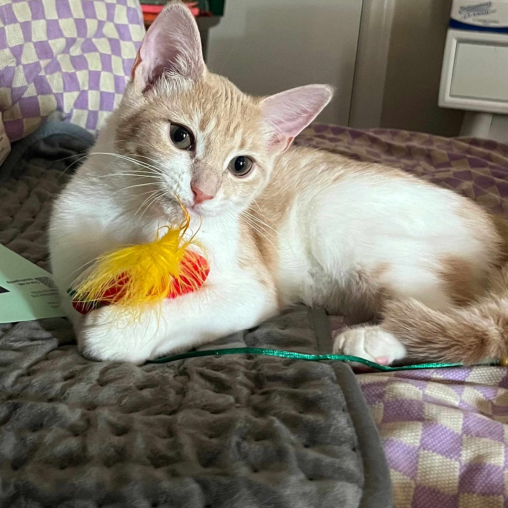 Gizmo is registered to the contest to win money with this photo: animal, bed, blanket, cat, cozy, cream, curious, cute, feather, fur, indoor, paws, pet, playful, purple, relaxed, resting, toy, whiskers, white