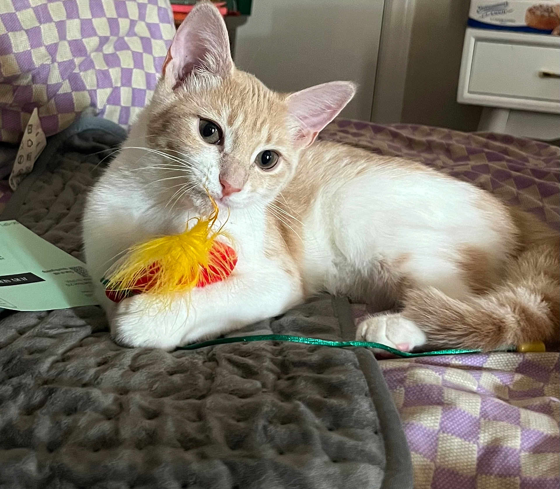 Gizmo is registered to the contest to win money with this photo: cat, pet, animal, indoor, bed, blanket, toy, feather, relaxed, cute, fur, whiskers, paws, curious, cozy, purple, white, cream, playful, resting