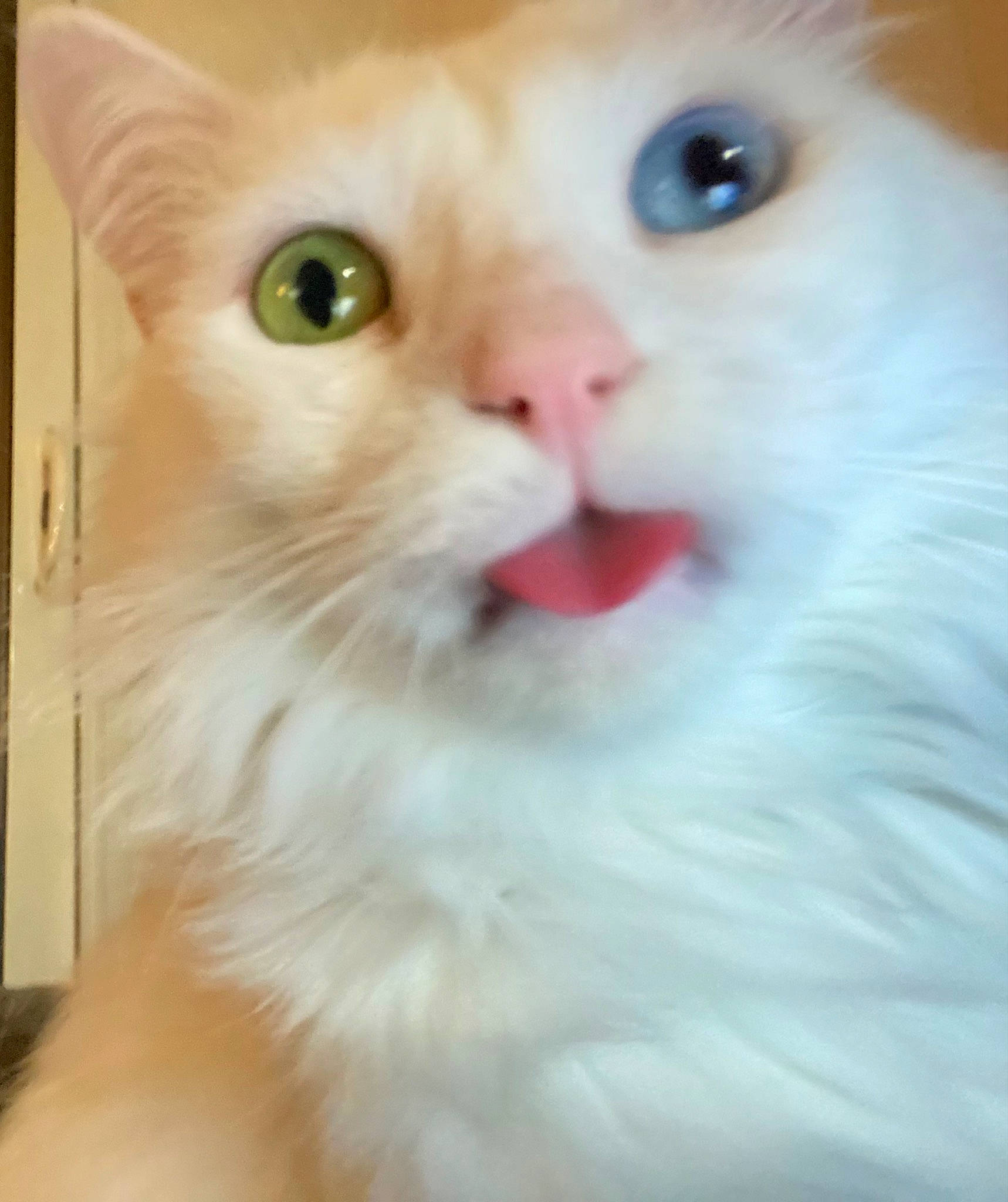 Coton a rejoint le concours — aidez-le/la à gagner de superbes lots ! carnivore, cat, domestic_short_haired_cat, ear, eye, fang, fawn, felidae, fur, paw, small_to_medium_sized_cats, snout, tail, terrestrial_animal, whiskers