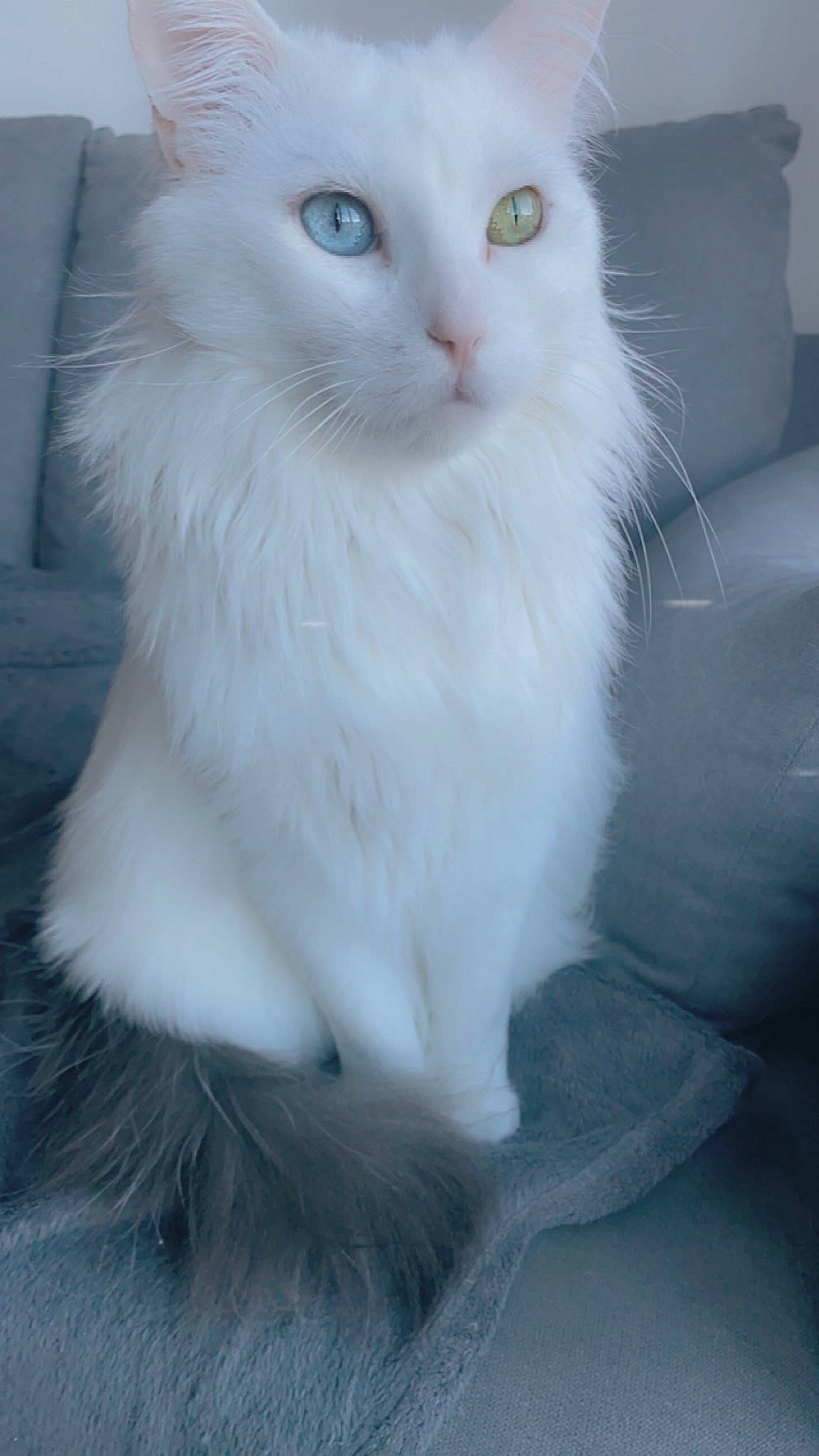 Coton participe au concours pour gagner de l'argent avec cette photo : british_longhair, carnivore, cat, domestic_short_haired_cat, felidae, fur, iris, small_to_medium_sized_cats, snout, tail, terrestrial_animal, whiskers, window