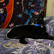 Squid is registered to the contest to win money with this photo: animal, bed, black_cat, blanket, cat, collar, cute, decor, feline, fur, green_eyes, indoor, lying_down, mystical, pet, relaxed, resting, tail, tapestry, whiskers
