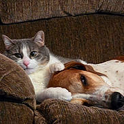 Millie joined the competition — help win amazing prizes! animal, brown, canine, cat, comfort, companion, couch, cozy, dog, domestic, feline, friendship, gray, indoor, paw, pet, relaxed, resting, soft_furniture, white