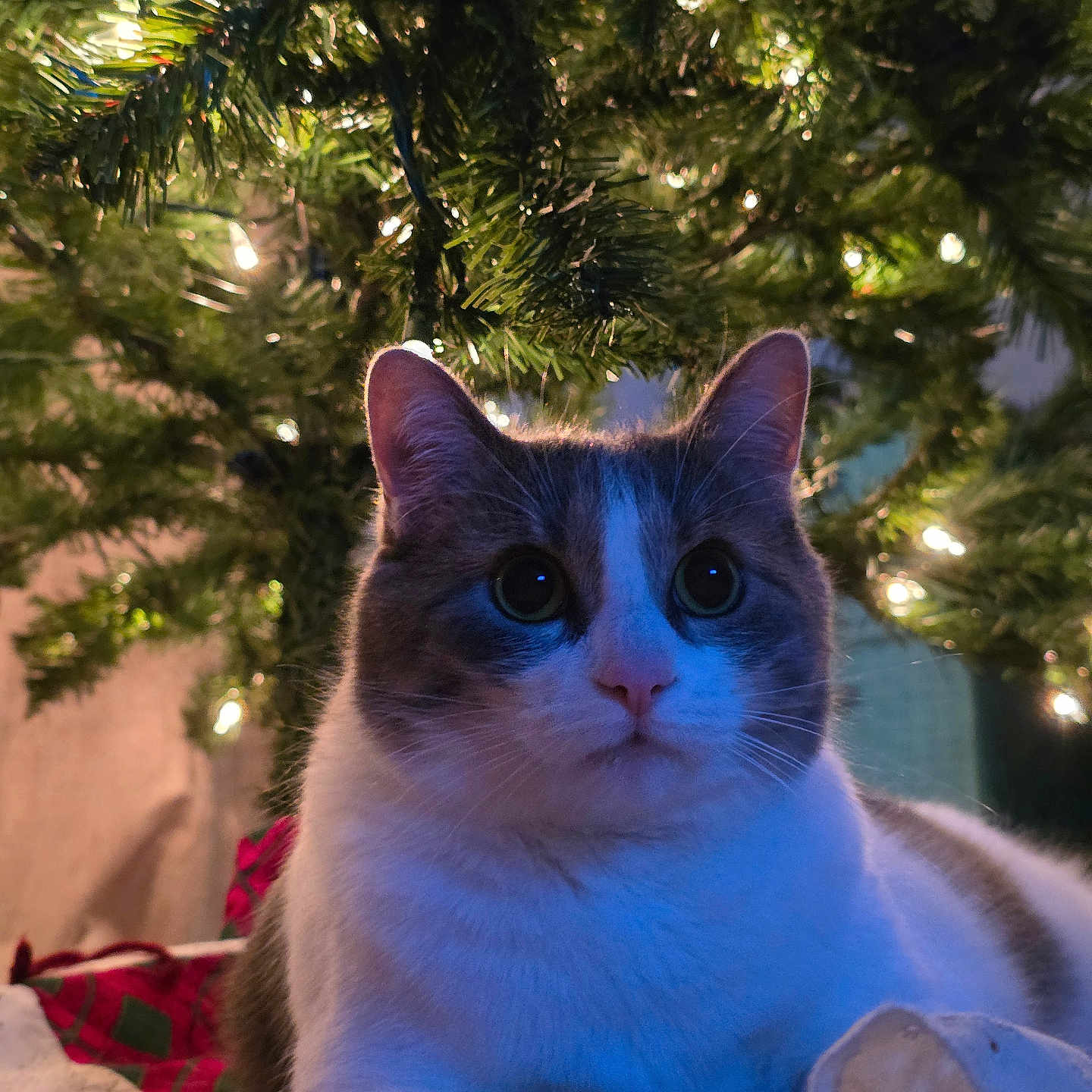 Millie is registered to the contest to win money with this photo: animal, cat, celebration, christmas_tree, closeup, cozy, curious, decorations, domestic_cat, feline, festive, gray_fur, holiday_lights, home, indoor, pet, relaxed, soft_lighting, tree_skirt, white_fur