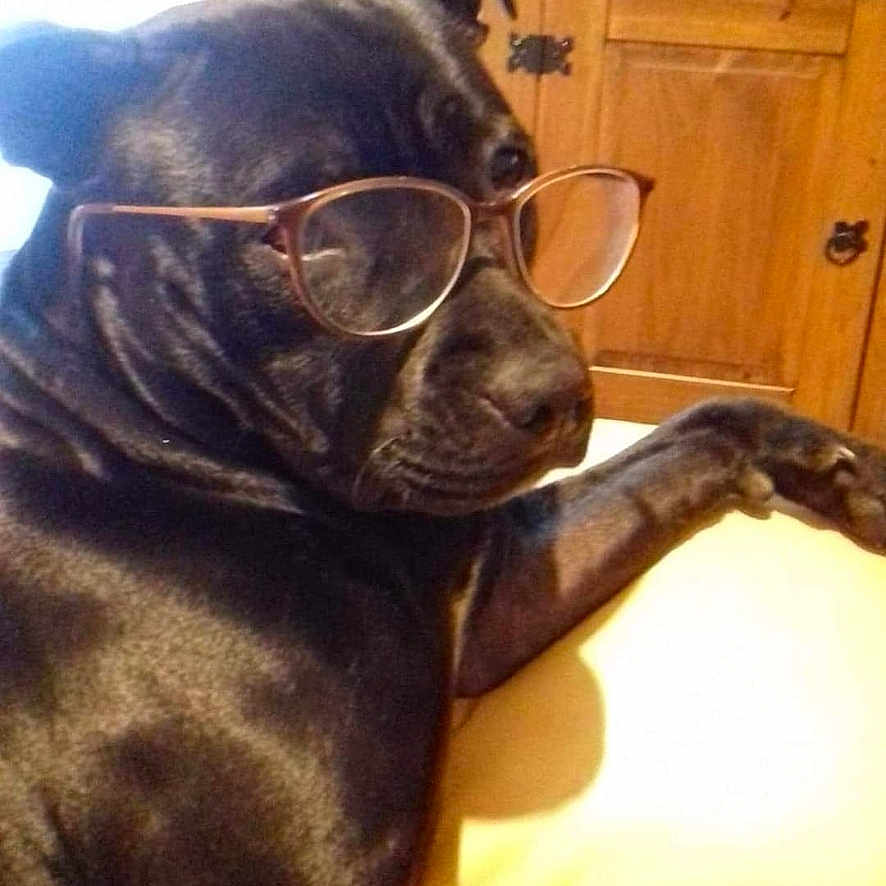 Arka participe au concours pour gagner de l'argent avec cette photo : accessories, animal, boxer, bulldog, cabinet, canine, dog, face, frenchbulldog, furniture, glasses, head, indoors, interiordesign, person, pet, photography, portrait, puppy, sunglasses