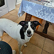 Onyx participe au concours pour gagner de l'argent avec cette photo : black_and_white, casual_shoe, chair, curious, dog, domestic, ears_up, floor_tiles, friendly, happy, indoor, kitchen, looking_up, person_leg, pet, smiling, table, tablecloth, tile_floor, wooden_furniture