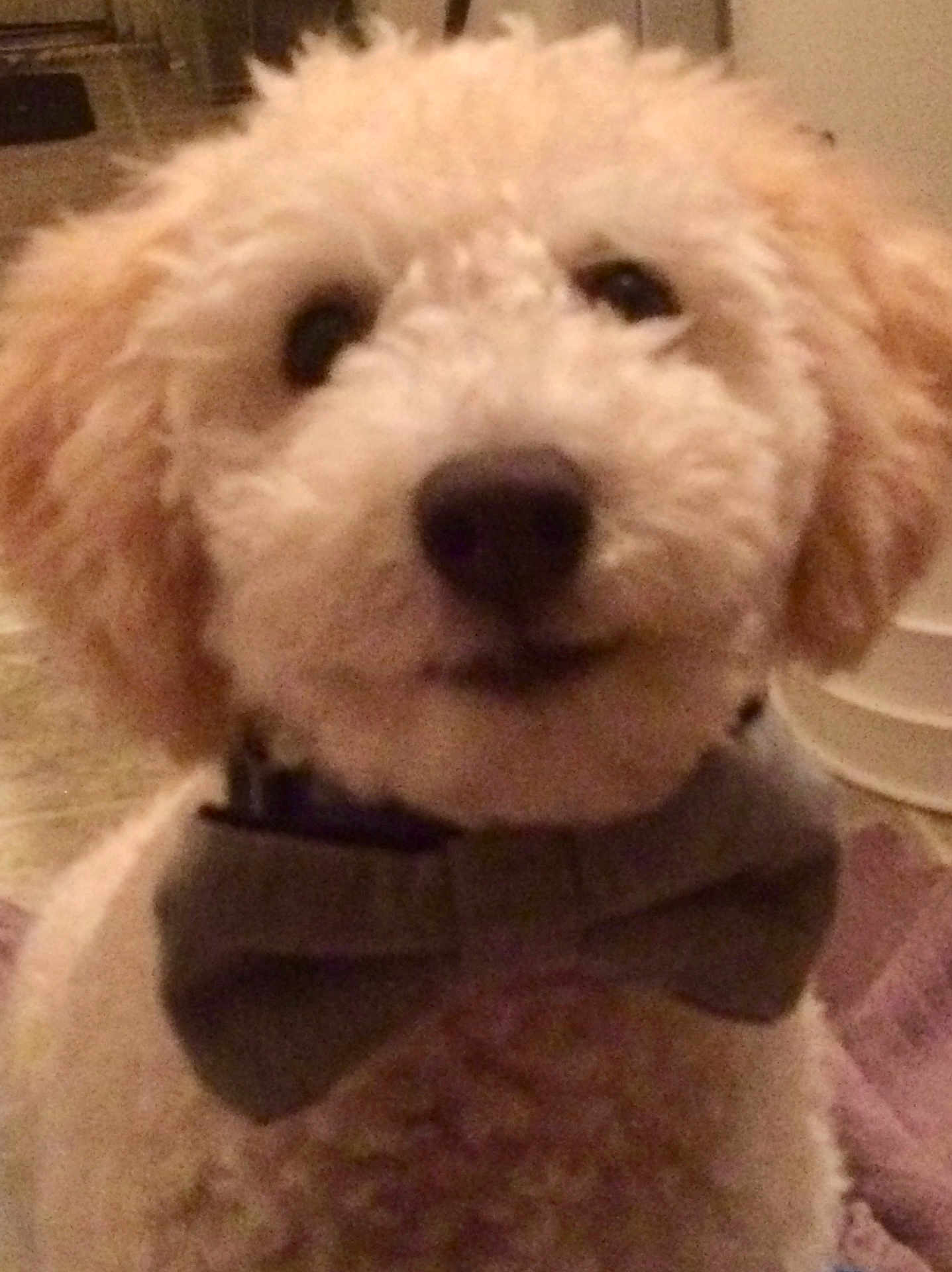 Toby joined the competition — help win amazing prizes! dog, puppy, bow_tie, pet, close_up, portrait, fluffy, cream_fur, black_nose, dark_eyes, indoor, collar, cozy, adorable, small_dog, curly_fur, wearing_accessory, blurred, low_light, living_room