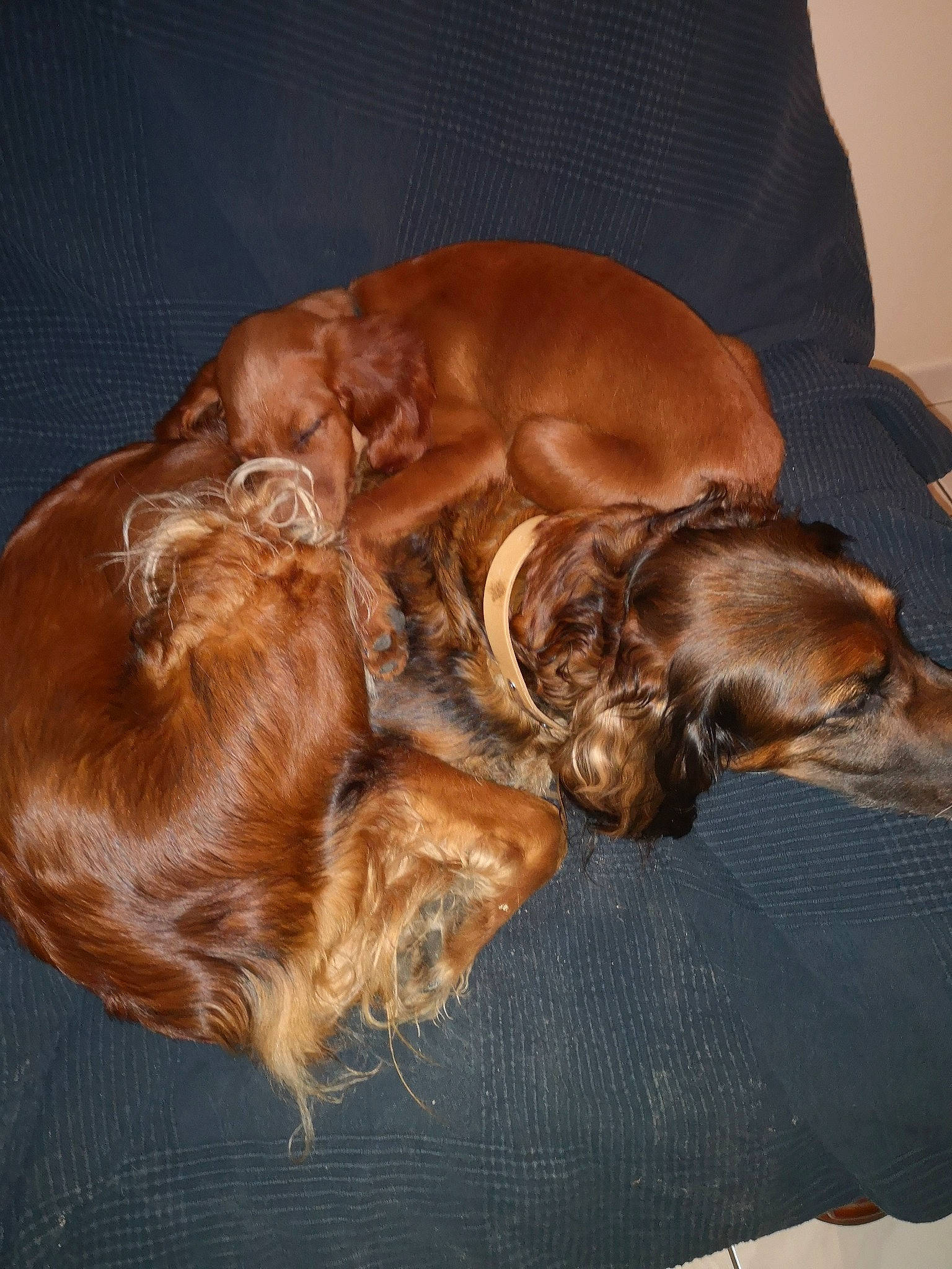 Selfy participe au concours pour gagner de l'argent avec cette photo : bed, canidae, carnivore, comfort, companion_dog, dog, dog_breed, dog_supply, ear, fawn, felidae, fur, liver, nap, snout, spaniel, sporting_group, toy_dog, whiskers, working_animal